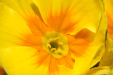 Beautiful Background Of Yellow Flower