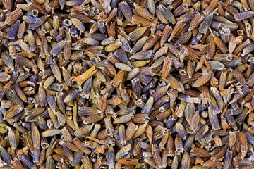 Poster - Dried Lavender