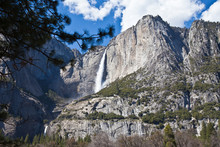 Majestic View Of Upper And Lower Yosemite Falls Framed With A Pine Tree
