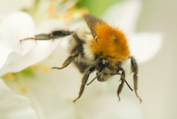 Wall Mural - Bumblebee