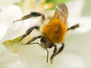 Wall Mural - Bumblebee