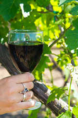 Wall Mural - 	Glass of wine in the hand against vineyards