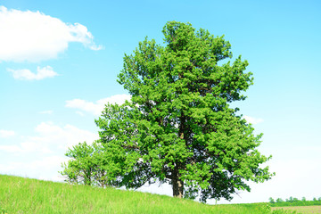 Single big old tree outdoors