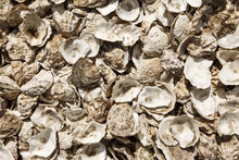  Oyster Shells