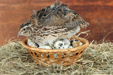 Young quail with eggs on straw on wooden background