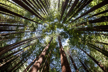 Giant Redwood Forest Canopy