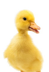 Poster - little duckling isolated