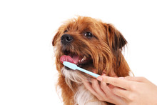 Dog With Toothbrush