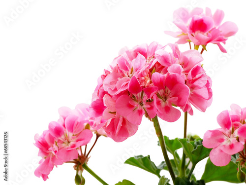 Fotografía Pink geranium (pelargonium) flower isolated on white
