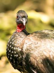 Wall Mural - Portrait of Crested Guan bird