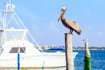 Sticker - Brown Pelican on mexican Mujeres island