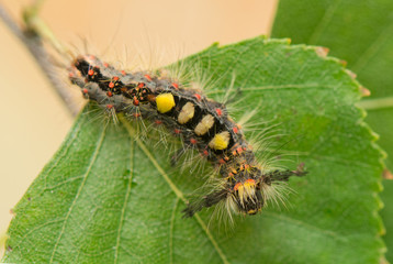 Wall Mural - Caterpillar - Orgyia antiqua