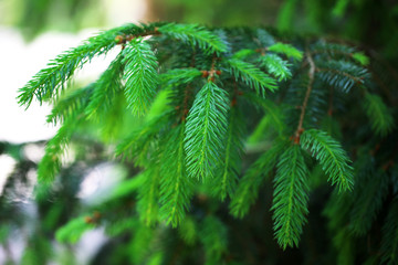 Poster - Beautiful tree twigs, outdoors