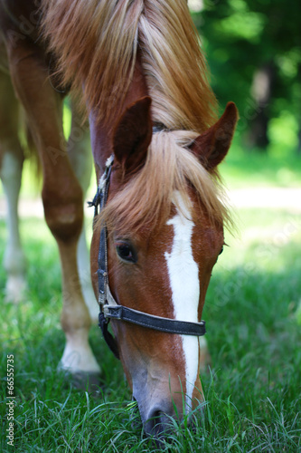 Obraz w ramie Beautiful brown horse in pasture