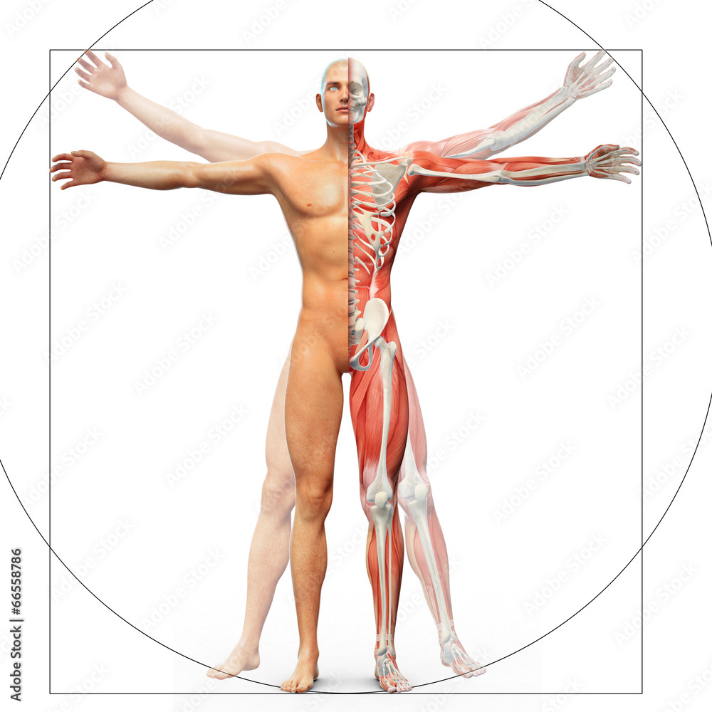 anatomia-czlowieka-ukazana-jako-czlowiek-witruwianski