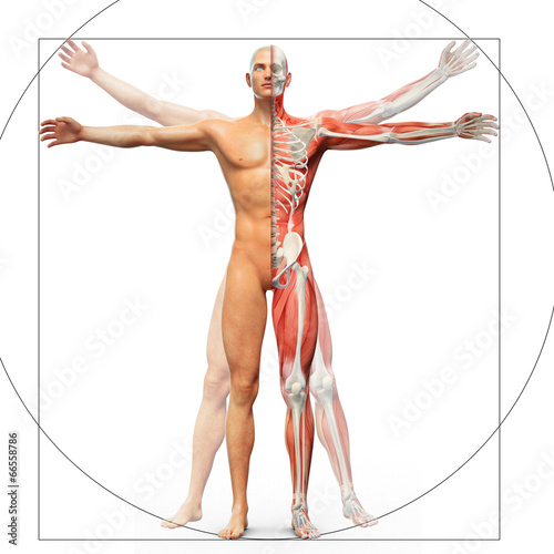 Naklejka - mata magnetyczna na lodówkę Human anatomy displayed as the vitruvian man