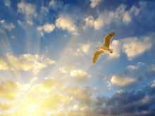 Seagull Spreading Wings In Setting Sun Rays