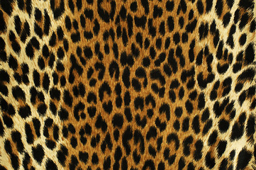 Black spots of a leopard