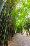 Fototapeta Sypialnia - Fresh bamboo fence at natural background