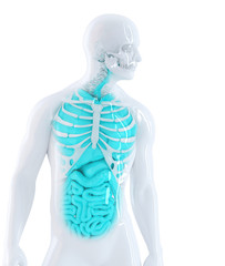 3d human internal organs. isolated. clipping path
