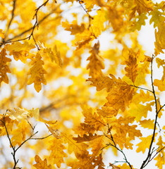 Wall Mural - Yellow oak leaves in fall season