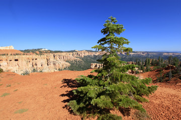 Wall Mural - rainbow Point, Bryce Canyon