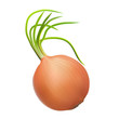 brown onion with green shoots source of vitamins