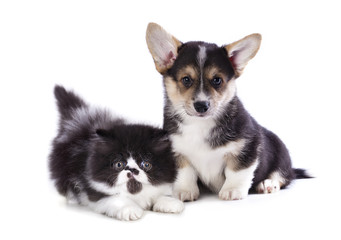 Pembroke Welsh Corgi puppy and kitten