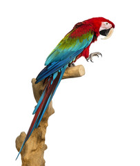 Wall Mural - Red-and-green macaw perched on a branch, isolated on white