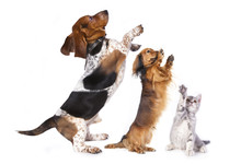 Group Of Dog Standing On Hind Legs
