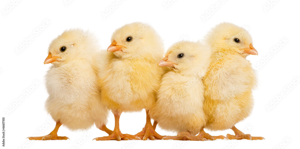 Four Chicks in a row (8 days old), isolated on white - obrazy, fototapety, plakaty 