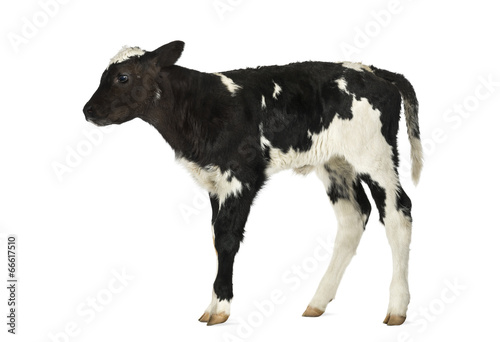 Fotografía Belgian blue calf isolated on white