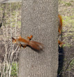 Two red squirrels on tree trunk