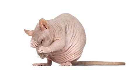 Wall Mural - hairless rat cleaning itself