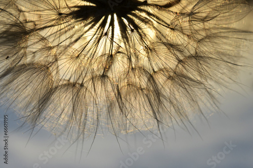 Fototapeta na wymiar dandelion at sunset