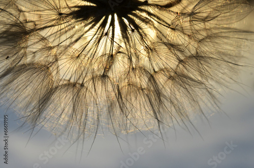 Obraz w ramie dandelion at sunset