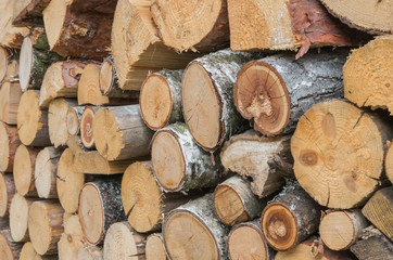 a pile of cut wood stump log texture