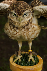 Wall Mural - northern pygmy owl (glaucidium gnoma)_2