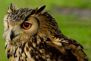 Wall Mural - Bengali Eagle Owl (Bubo bengalensis) 2