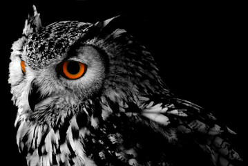 Fototapete - Bengali Eagle Owl (Bubo bengalensis)