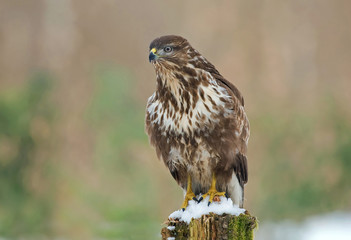 Wall Mural - Common buzzard in winter