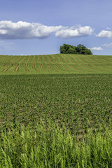 Wall Mural - Spring Field