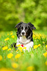 Portrait of border collie lying on the field with dandelions