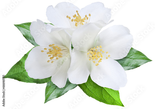 Blooming jasmine flower with leaves. File contains clipping path Poster Mural XXL