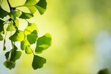 Ginkgo Biloba Tree Branch With Leafs Against  Green Background