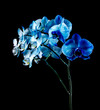 Blue orchid