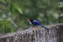 Formosan Blue Magpie Or Taiwan Magpie (Urocissa Caerulea) 