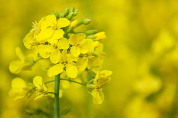 rapeseed flower