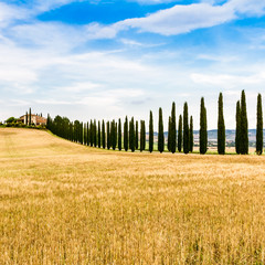 country road flanked with cypresses in Tuscany, Italy