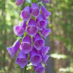 Wall Mural - Roter Fingerhut - Digitalis purpurea